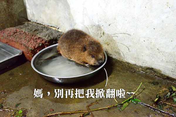 小河狸泡水的淺盆時常被媽媽掀翻，拿去築水壩。　台北動物園/提供