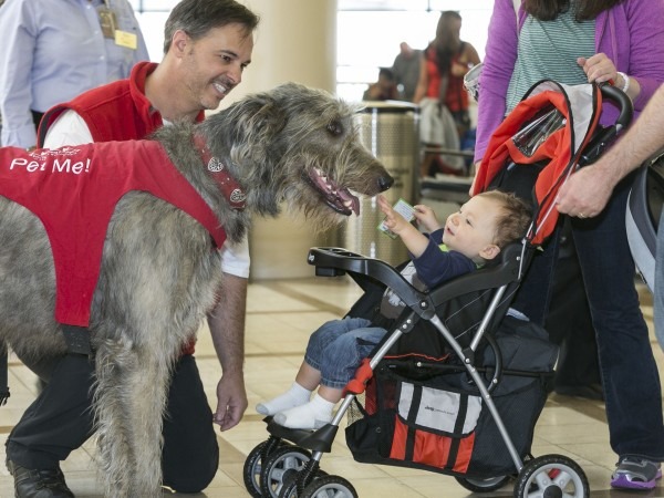 狗狗Finn最喜歡小孩子，13個月大的雅各正開心的想摸摸Finn。　取自USA Today