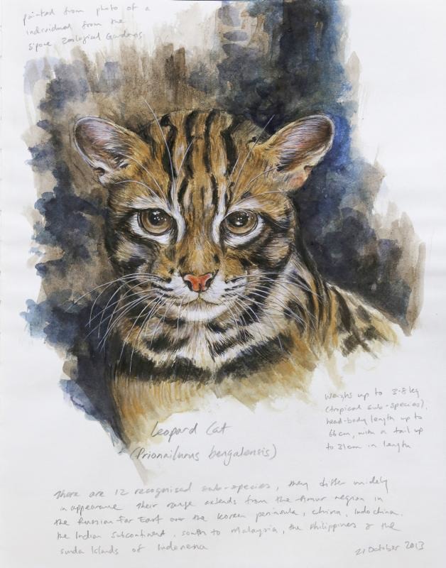 創作者Teo Nam Siang的作品Leopard Cat Sketchbook。　取自石虎森林官網