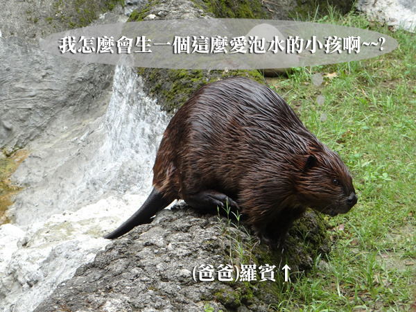 河狸(囓齒目)和水獺(食肉目)是完全不一樣的兩種動物喔。　台北動物園/提供