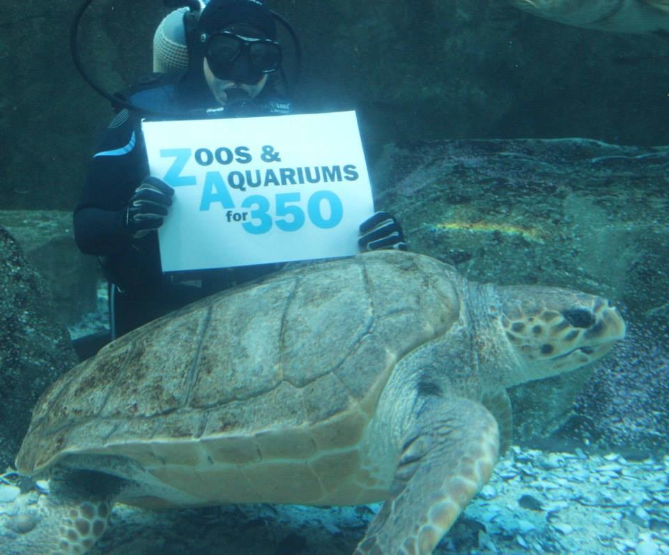 南非開普敦的兩個海洋海生館，海龜希望大家一起把碳排放量降到350！ 　取自Zoos and Aquariums for 350粉絲團