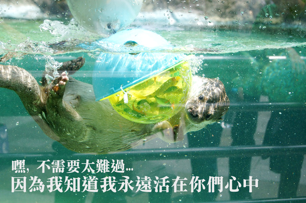 小新爺爺在第一次術後還能下水捕魚，恢復良好。　台北動物園/提供