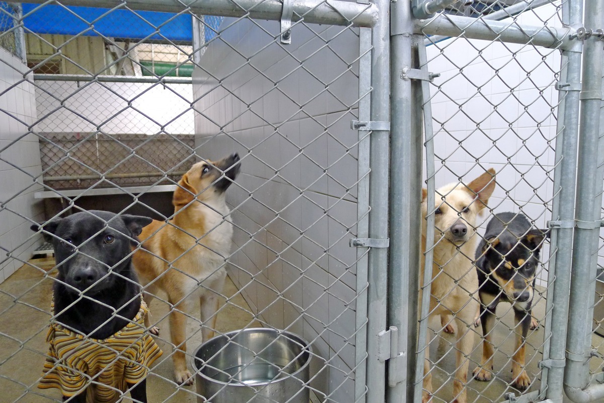 收容所裡的狗狗，有的是被棄養、有的是被救援，但他們都在等待一個家。　何宜/攝