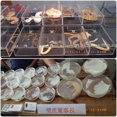 去年「蛇麼東東」特展的參展攤位。　取自兩棲爬蟲協會粉絲團