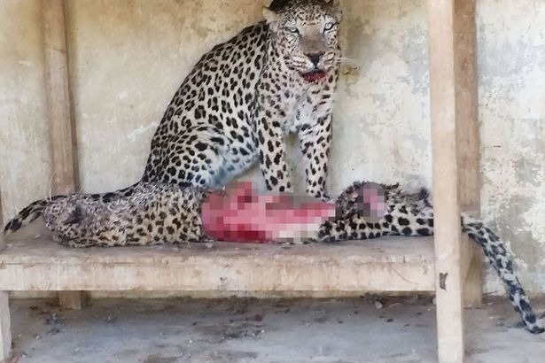 今年2月份，塔伊茲動物園拍下這駭人的一幕，阿拉伯豹因為飢餓而上演吃掉同類的畫面，相當可憐。   翻攝自鏡報