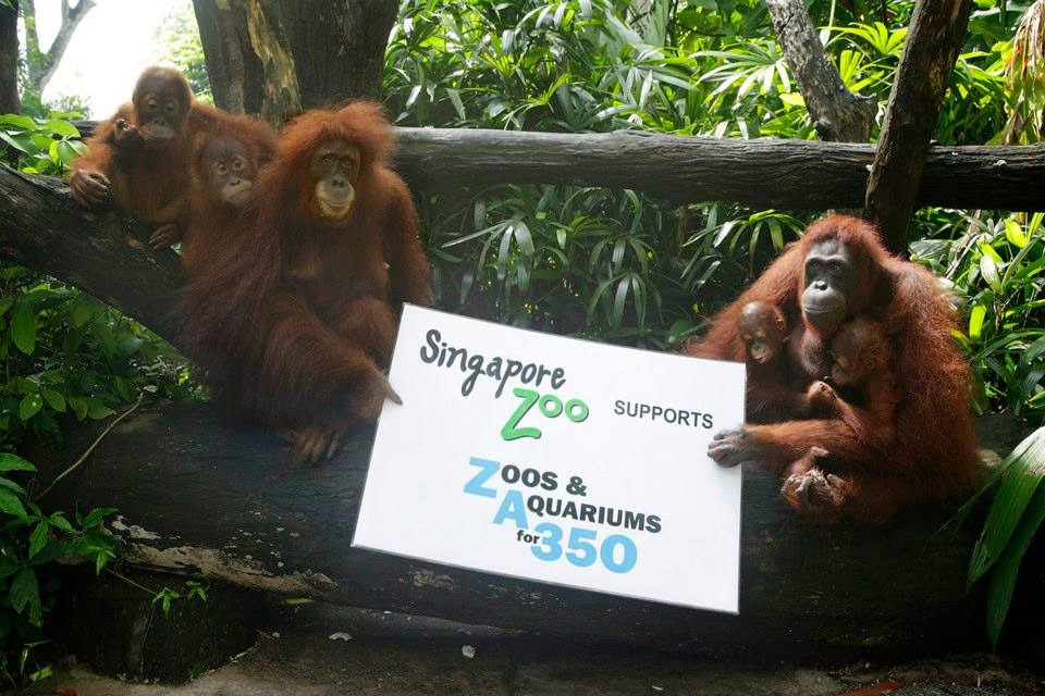 森林火災、砍伐森林是第二嚴重的碳排放，也是猩猩棲地的最大威脅，新加坡動物園的猩猩舉牌呼籲大家一起阻止地球暖化！　取自Zoos and Aquariums for 350粉絲團