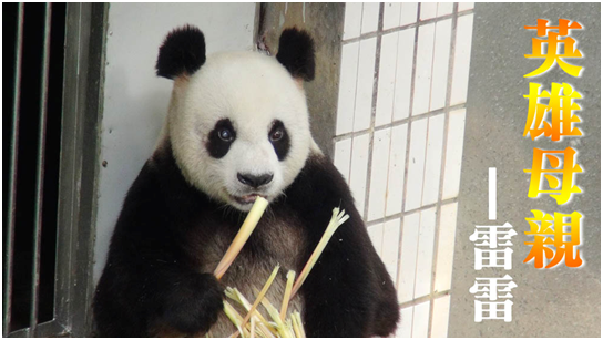 圓仔外婆是赫赫有名的斷掌貓熊。　台北動物園提供