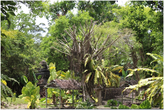 進入夏季後，動物園會修剪樹枝以防颱風天倒塌發生意外。　李娉婷/攝