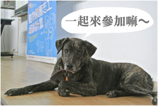 2014年動物保護志工培訓計畫已經陸續開放報名囉！　中華民國保護動物協會/提供