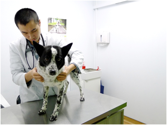 獸醫師替狗狗做檢查。　(示意圖)何宜/攝