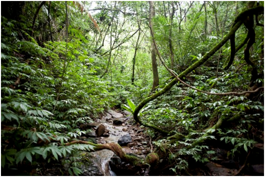 翡翠水庫食蛇龜野生動物保護區保有原始樣貌。　林務局/提供