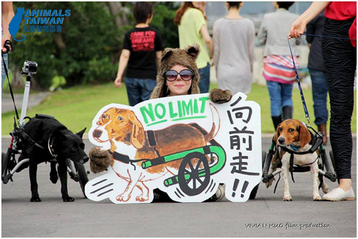 輪椅狗狗在影片裡風馳電掣的模樣讓人印象深刻。  台灣動物協會/提供