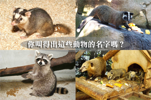 回答的出來擬就是動物達人囉！(答案在最下面)　台北動物園/提供