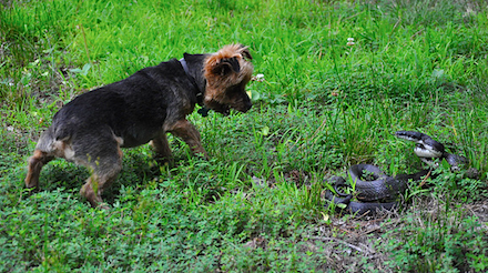 在野外，狗狗常因好奇去嗅聞蛇類而遭攻擊。　示意圖取自網路