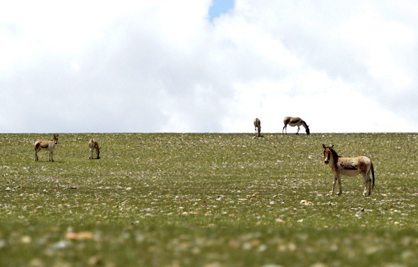 西藏廣闊草原上的藏野驢。 中新社