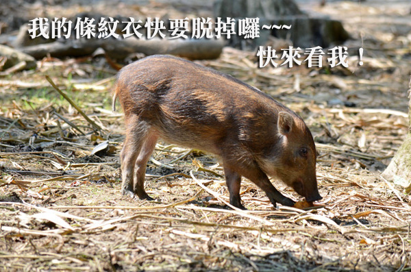 4隻純種台灣野豬寶寶，已經日益長大囉！　台北動物園/提供