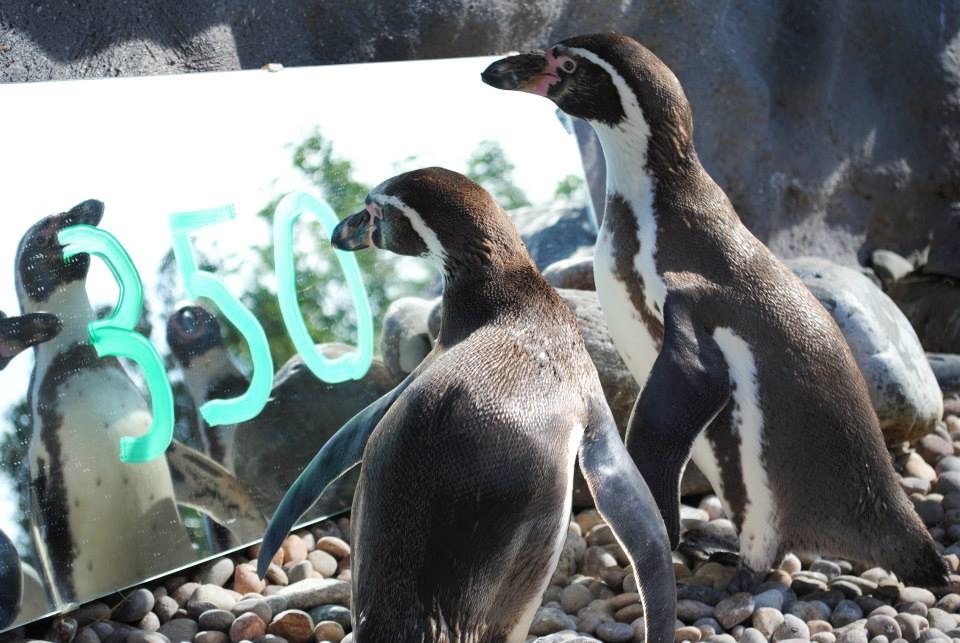 英國的科爾切斯特動物園，漢波德企鵝覓食靠的是洋流，而受到聖嬰現象影響，很有可能造成海洋生物的糧食短缺。　取自Zoos and Aquariums for 350粉絲團