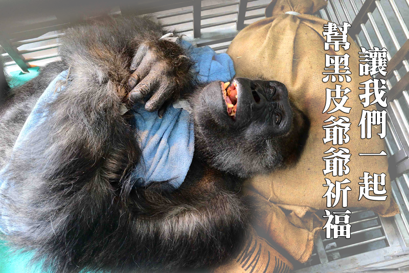 讓我們一起替金剛猩猩黑皮爺爺祈福，並感謝他！台北動物園/提供