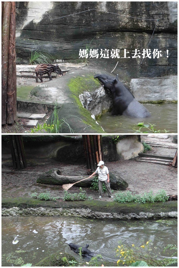 工作人員以竹耙子引導馬雅上岸。　台北動物園/提供