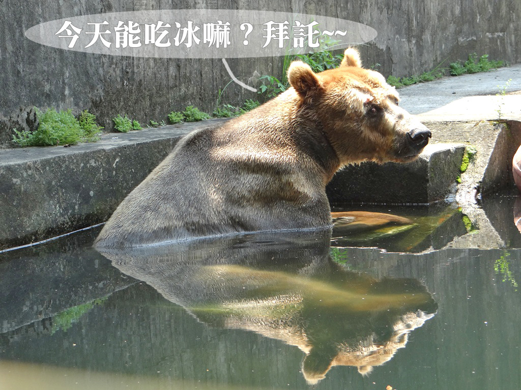 夏天到了，動物園也替動物想方法消暑一「夏」！　台北動物園/提供