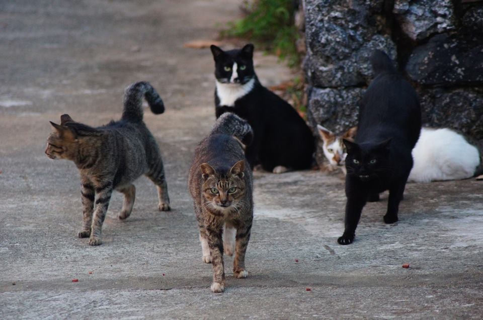 未結紮的母貓一年可能生下超過10隻小貓，募資的50萬，除了能保證遊戲及周邊順利上市，還能幫200 隻街貓執行TNR。圖為澎湖望安的5隻已絕育街貓。　取自台灣之心愛護動物協會