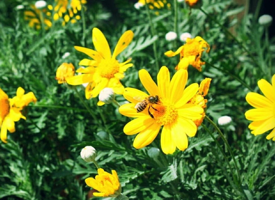 世界上有 75%的作物需要靠授粉來生長，蜜蜂雖然不是唯一能夠授粉的昆蟲，卻會授粉大部分的作物。　示意圖。城市養蜂是Bee要的/提供