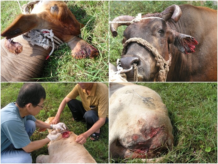 澎湖遭浪犬攻擊的小牛。　資料照，澎湖縣防治所/提供