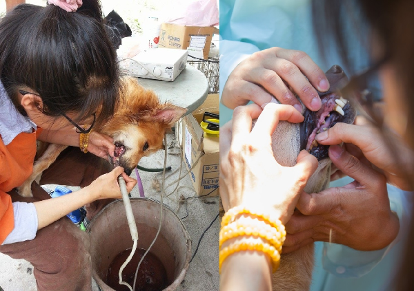 檢查完牙齦口腔狀況後，需要洗牙清結石的狗狗，就得張嘴請獸醫師侍候了。中華民國保護動物協會/提供