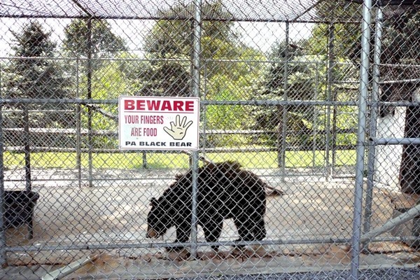 黑熊芮奇被關在籠子裡飼養16年，環境單調不合天性。　取自YDR online