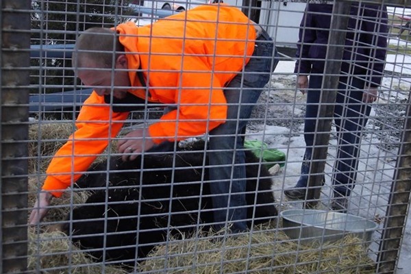 芮奇終於脫離關籠生活，工作人員將牠送往野生動物庇護所。　取自 ALDF