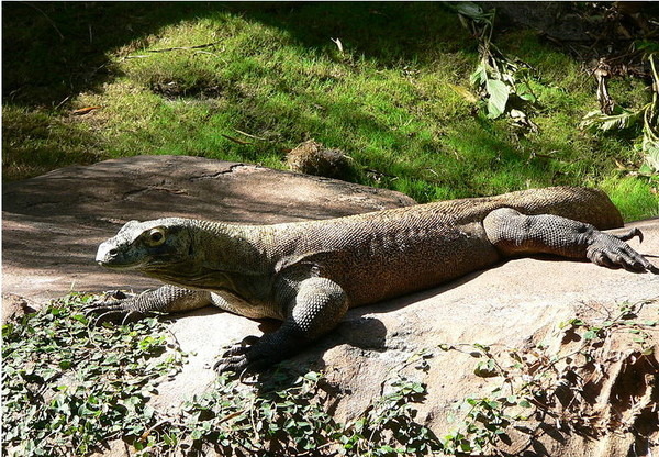 科摩多龍是世界上最大有毒動物，牠們在獵捕獵物時，口中會分泌一種類似蛇毒的毒液。取自網路