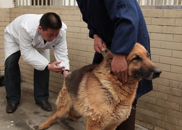 正在接種狂犬病疫苗的狗狗。中新社