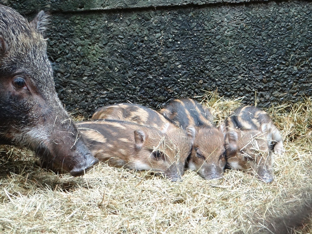 4歲的台灣野豬「泰大花」細心照顧小豬寶寶。台北市立動物園/提供