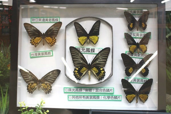 珠光鳳蝶和黃裳鳳蝶同是台灣的保育類昆蟲。　陳珊珊/攝