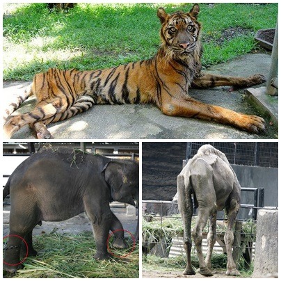 近年來泗水動物園被各界質疑有虐待動物之嫌。取自網路