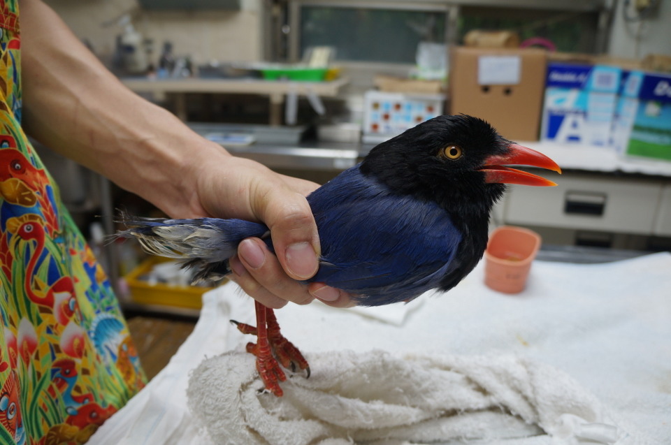 失去美麗長尾的台灣藍鵲。農委會特生中心野生動物急救站/提供
