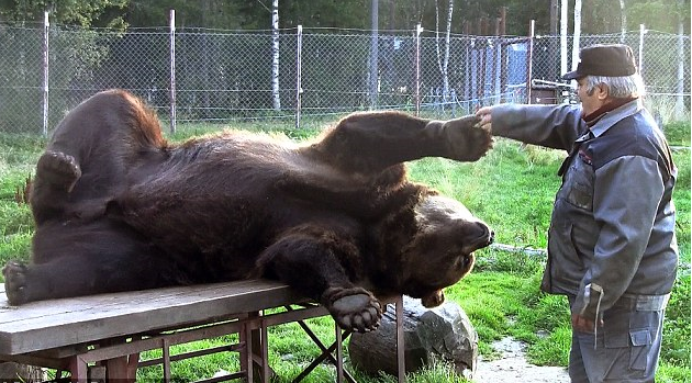 躺在野餐桌上的棕熊，和熊人爺爺撒嬌嬉戲。取自網路