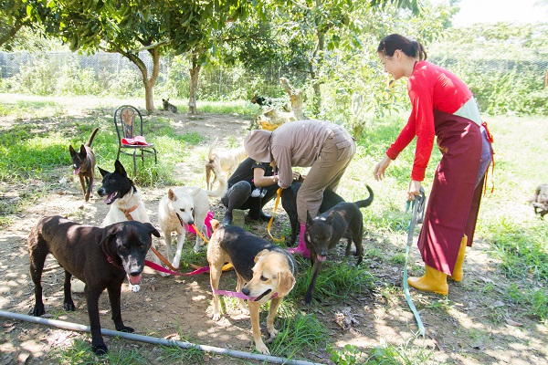 協會狗狗一級棒，在等待診察時相當守秩序。中華民國保護動物協會/提供