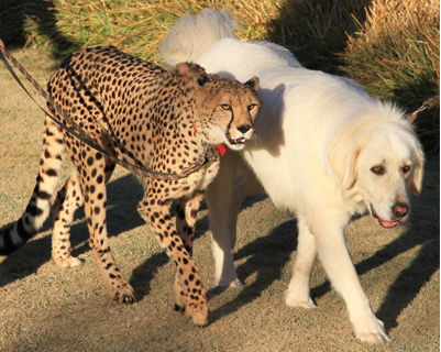 在聖地牙哥動物園內，經常可以見到獵豹與狗走在一起。取自網路