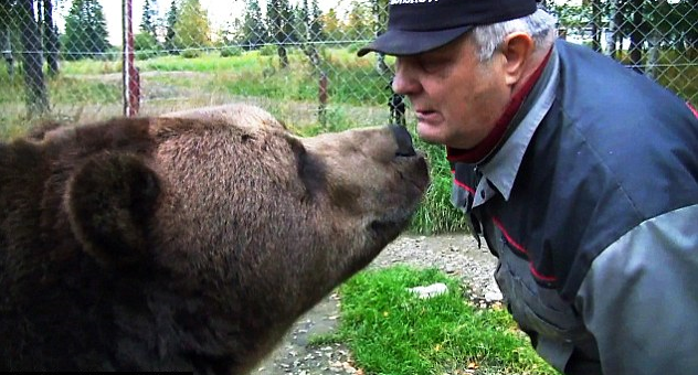 熊人爺爺蘇洛（Sulo Karjalainen）和棕熊互動沒有距離。取自網路