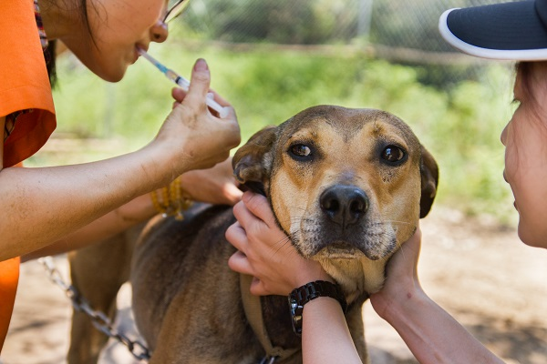 準備接種疫苗注射的狗狗，顯得有些緊張不安。中華民國保護動物協會/提供