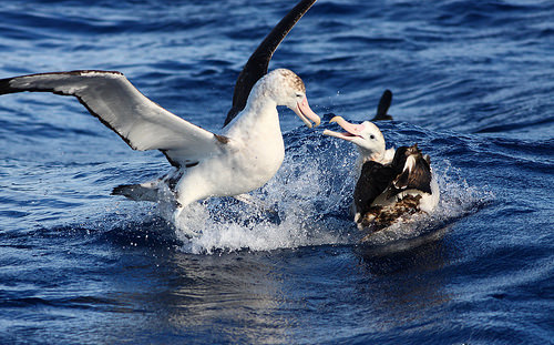 在台灣記錄中，平均一年混獲3000隻海鳥。取自網路