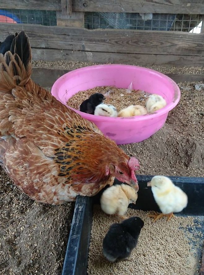 許多業餘養雞者讓母雞孵蛋，重現兒時母雞帶小雞的場景。徐玲玲/提供