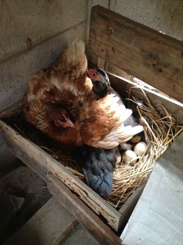這隻母雞擠進鴨巢和母鴨爭孵蛋，偶而還會吵嘴互嗆。陳明瑞/提供