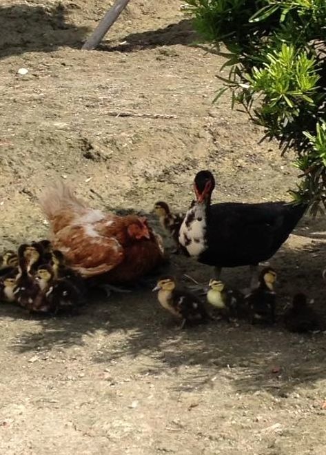 母雞、母鴨共孵出小鴨後，竟也和平共處共同哺育小鴨。陳明瑞/提供