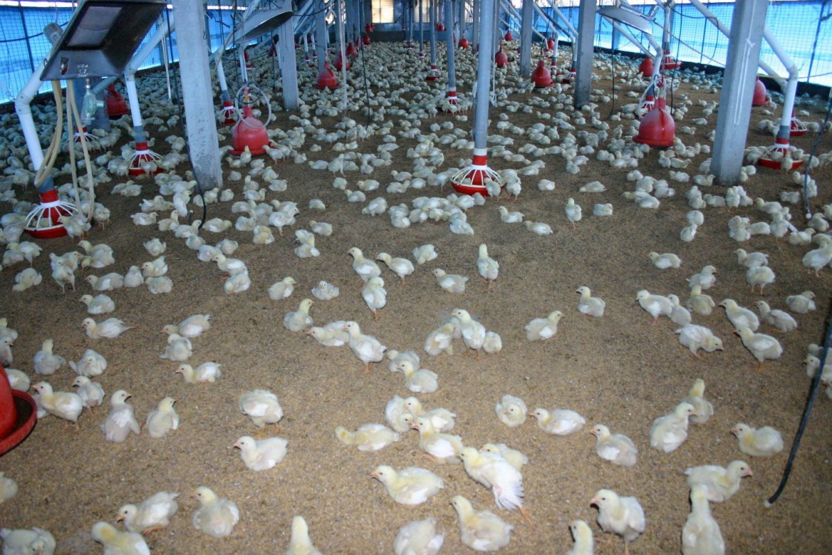 專業養禽場的小雞都由人工孵化。高維奇/攝