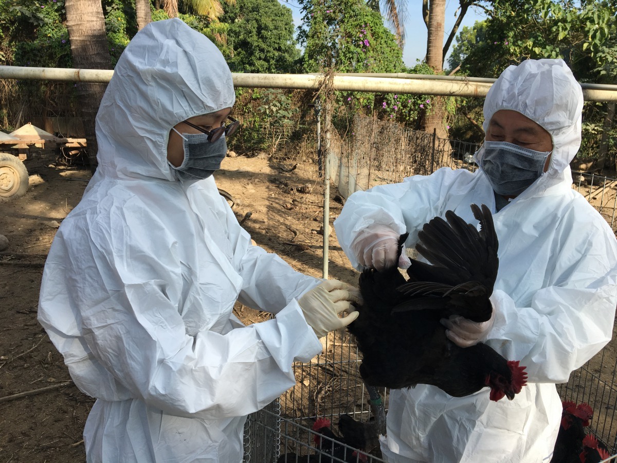 動保處人員進行家禽水禽等雞鴨禽流感採樣監測。 圖／台南市動保處提供
