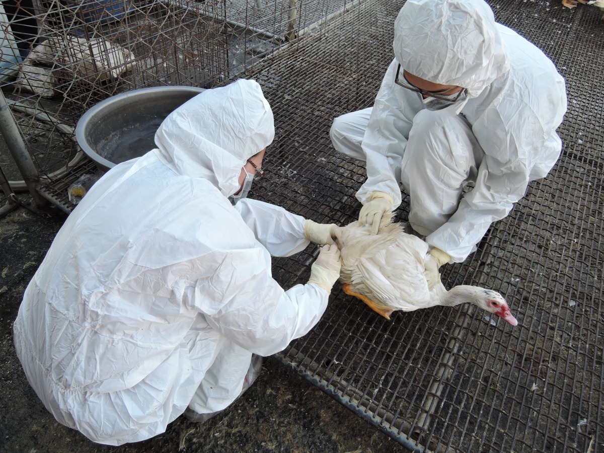 動保處提醒養禽業者，持續落實場內各項軟硬體生物安全措施。圖／台南市動保處提供