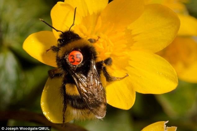 蜜蜂危機！倫敦替蜜蜂裝牌照 呼籲民眾守護蜂群 | 文章內置圖片