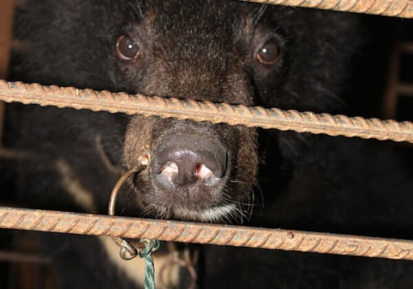 中國馬戲團虐待動物 遭PETA揭露 | 文章內置圖片